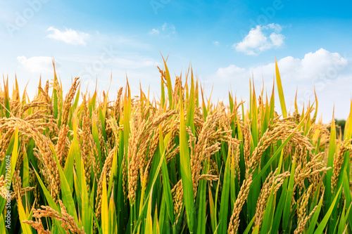 Gallery image: rice.jpg